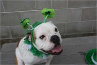 daycare pic 122 - st pattys day